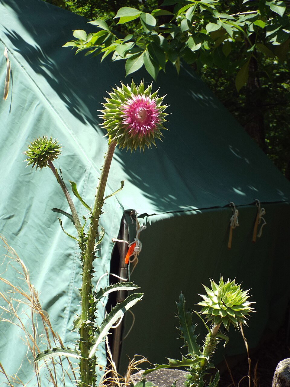 Cirsium altissimum (Tall Thistle) (alternate view 6)