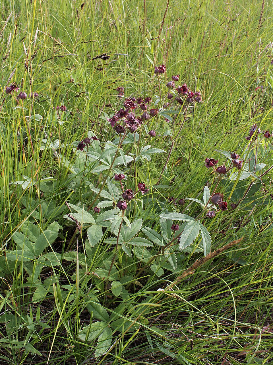 Comarum palustre (marsh cinquefoil) (alternate view 9)
