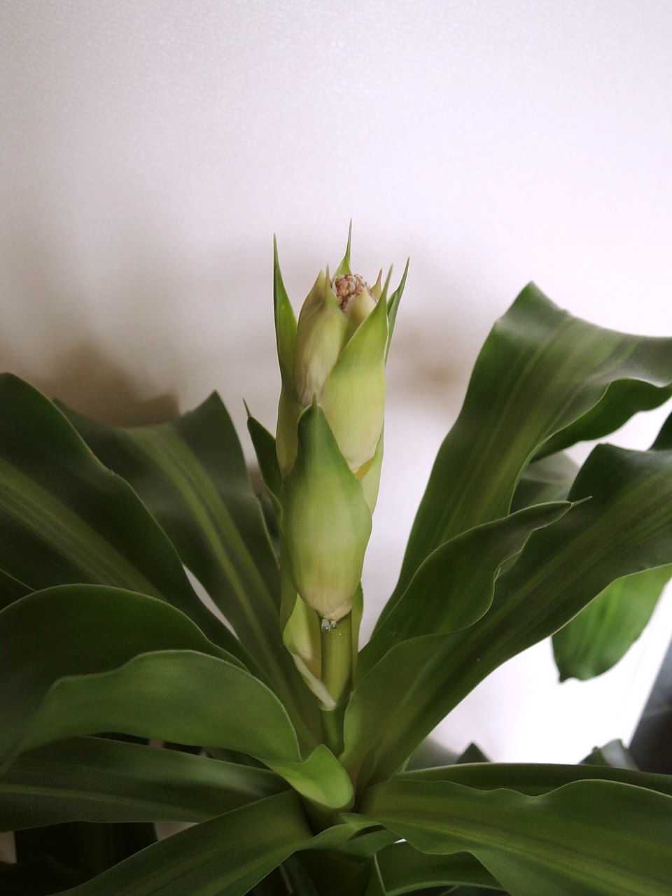 Dracaena fragrans (Corn Plant) (alternate view 15)