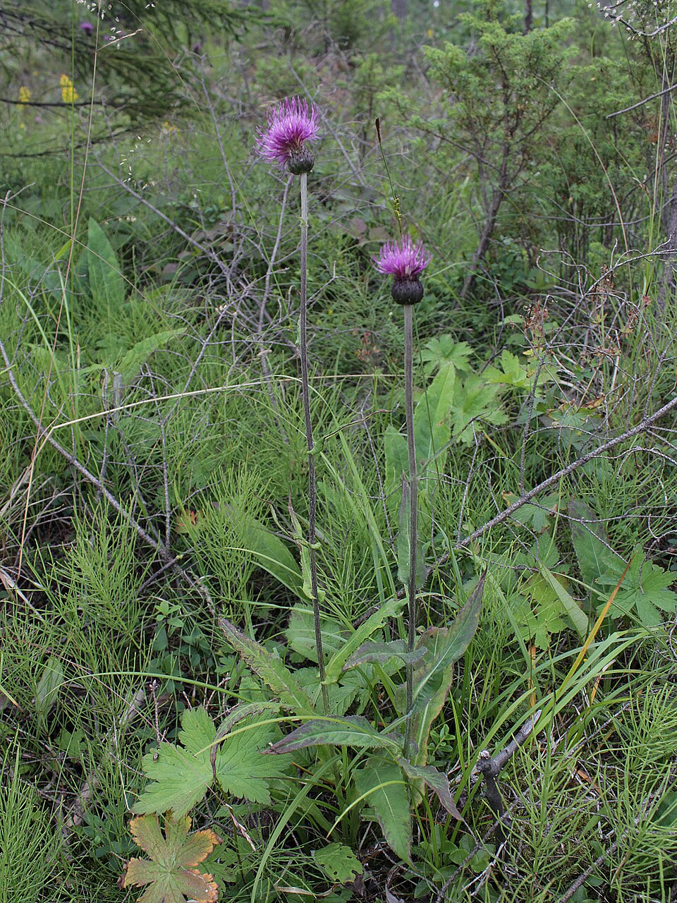 Cirsium heterophyllum (Melancholy Thistle)