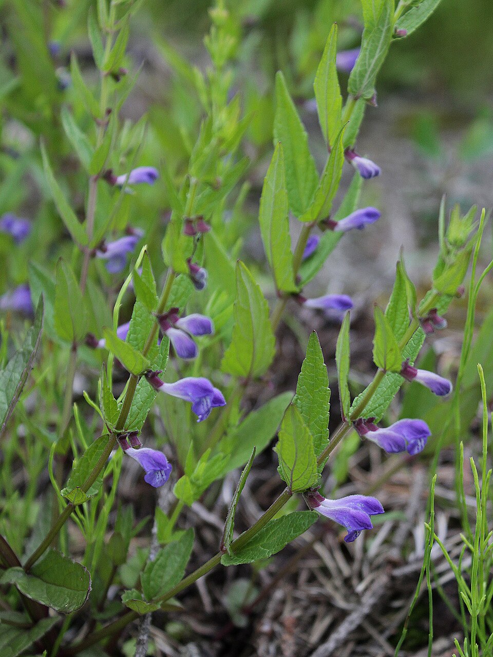 Scutellaria galericulata (Marsh Skullcap)
