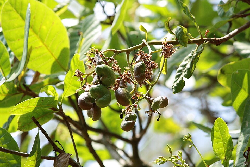 Anacardium occidentale (Cashew) (alternate view 15)