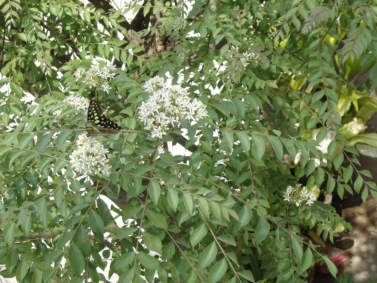 Murraya koenigii, Curry leaf tree — upright semi-evergreen (Rutaceae) (image 6 of 9)