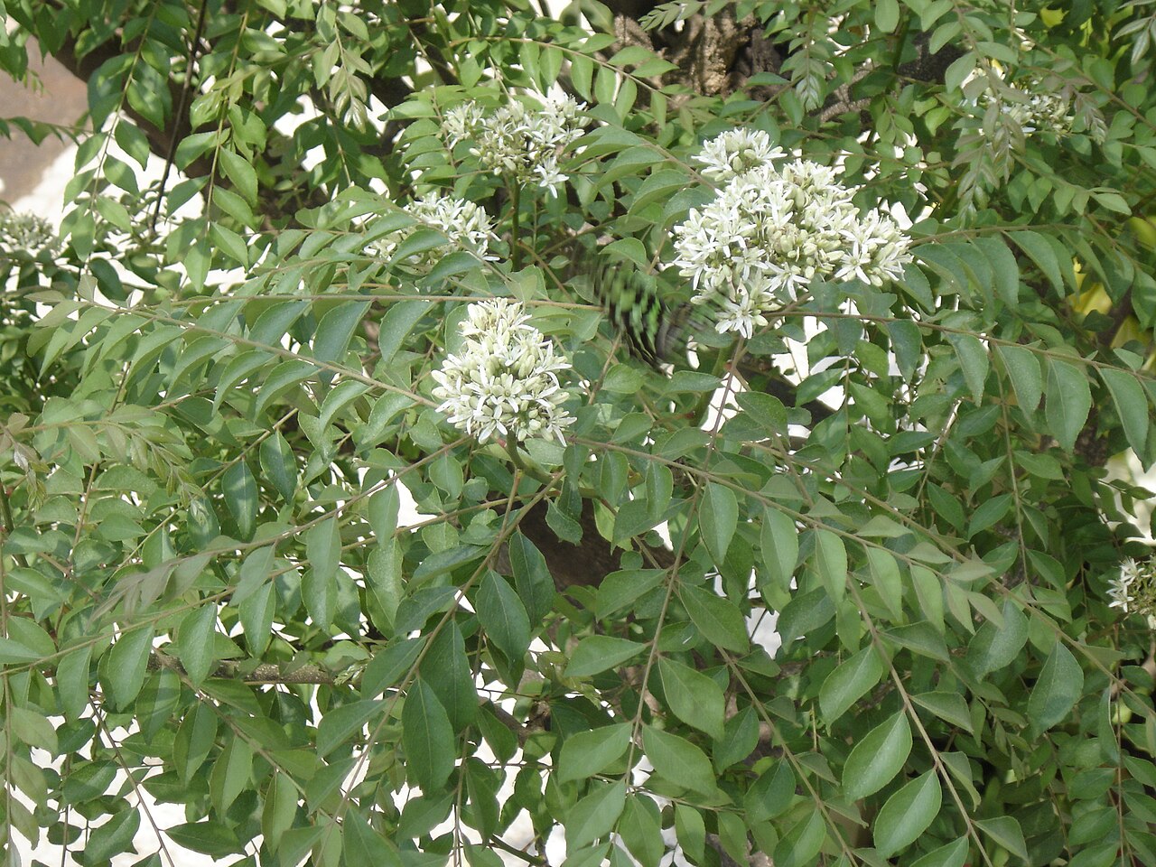 Murraya koenigii, Curry leaf tree — upright semi-evergreen (Rutaceae) (image 7 of 9)