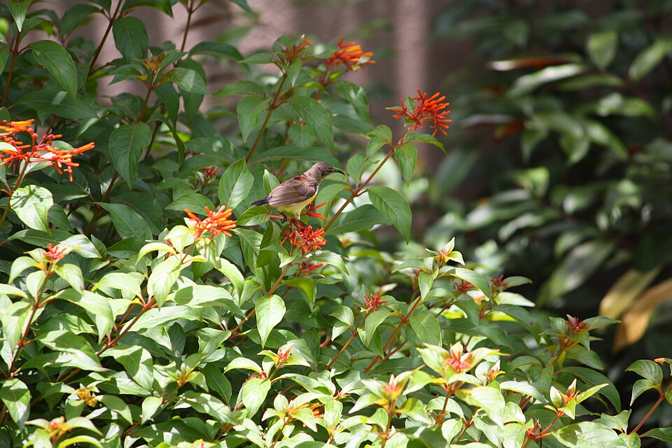 Hamelia patens (Firebush) (alternate view 9)