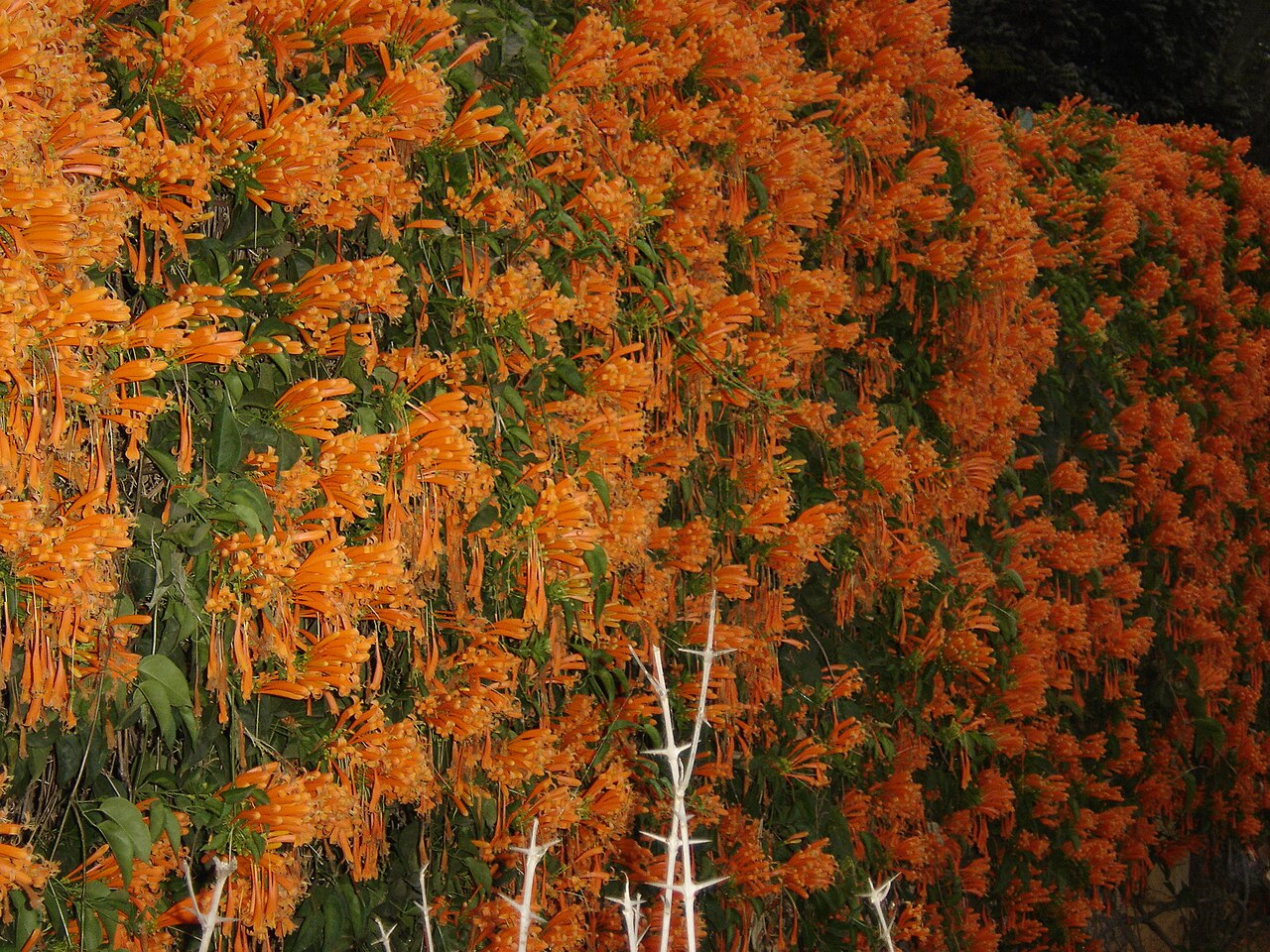 Pyrostegia venusta, Flame vine — climbing evergreen (Bignoniaceae) (image 10 of 10)