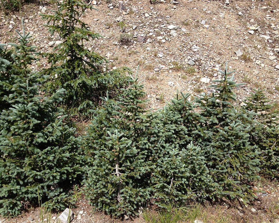 Picea engelmannii (Engelmann spruce) (alternate view 6)
