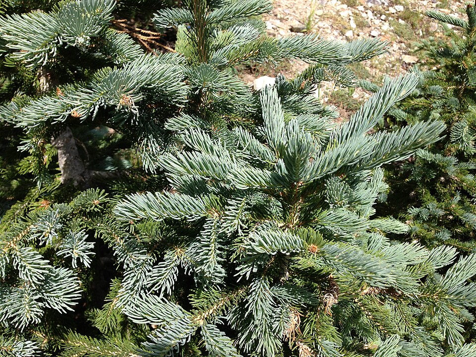 Picea engelmannii (Engelmann spruce) (alternate view 7)