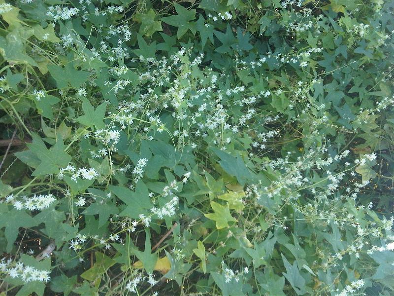Echinocystis lobata (prickly cucumber)