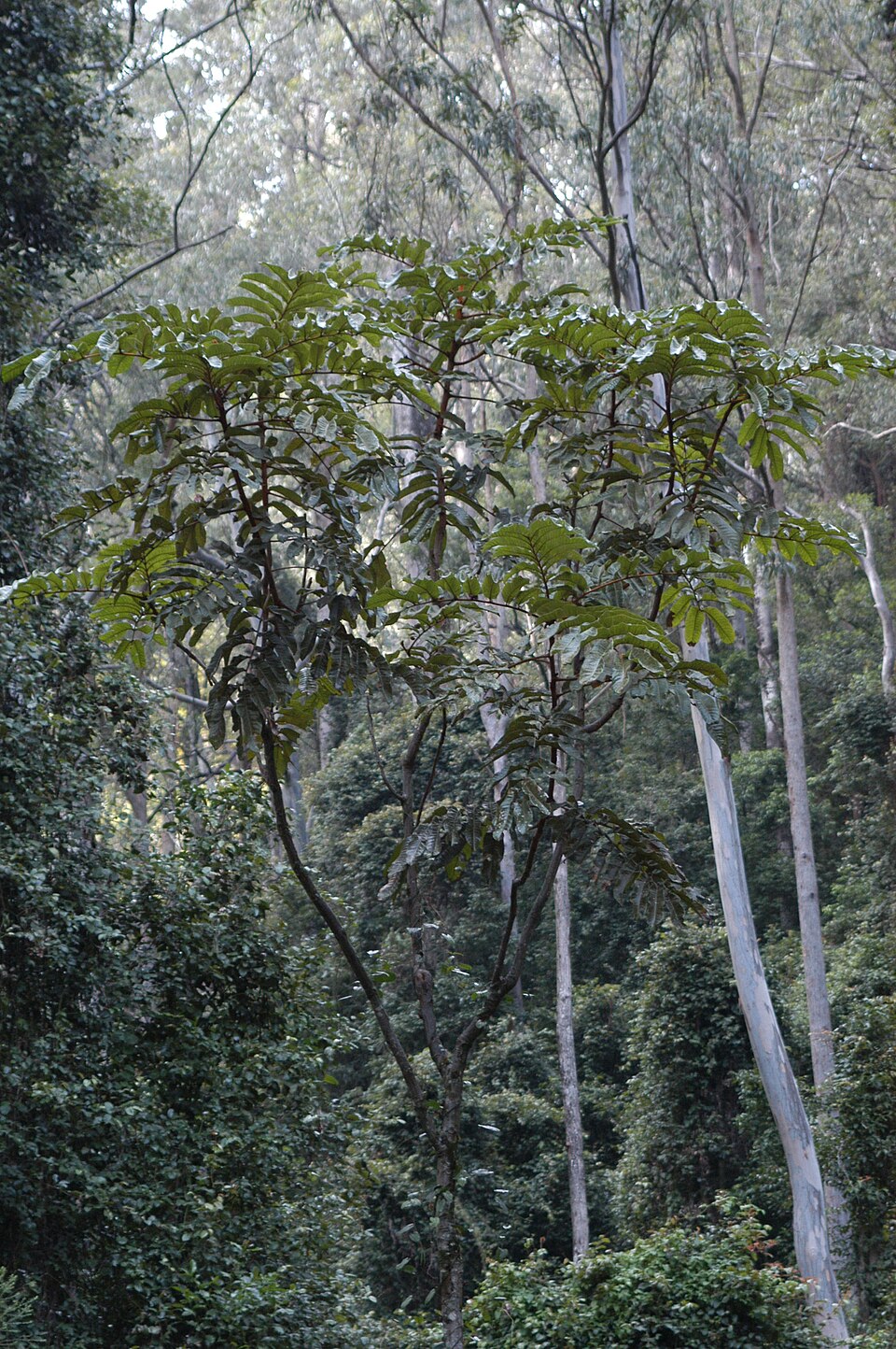 Diploglottis australis (Native Tamarind) (alternate view 5)