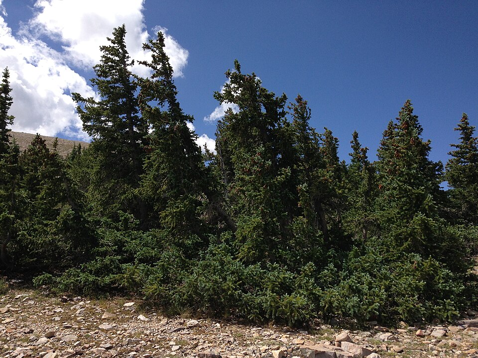 Picea engelmannii (Engelmann spruce) (alternate view 8)