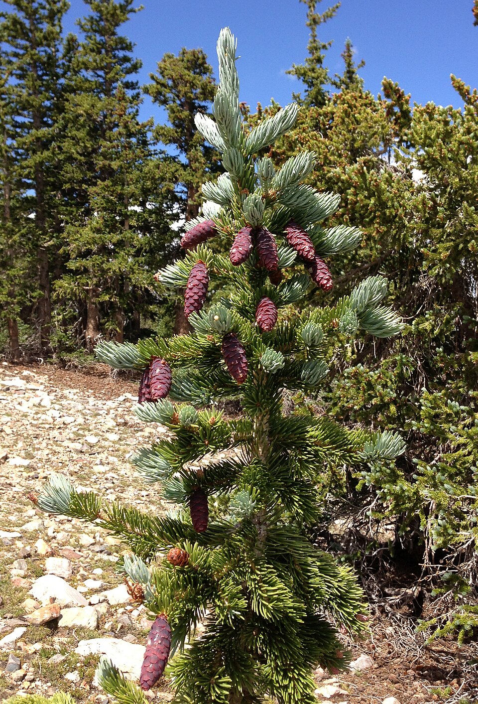 Picea engelmannii (Engelmann spruce) (alternate view 9)