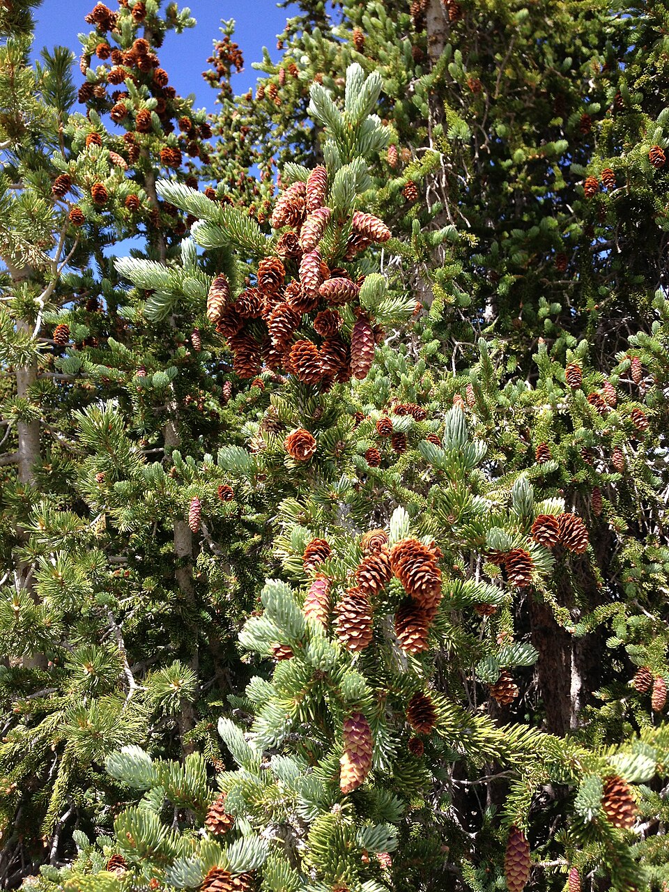 Picea engelmannii (Engelmann spruce) (alternate view 10)