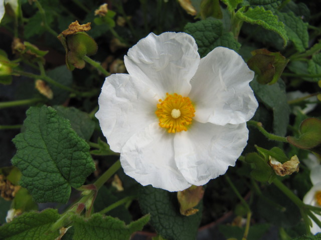 Cistus x hybridus (White Rockrose) (alternate view 7)