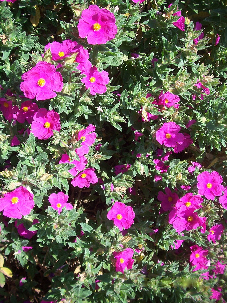 Cistus × incanus (Magenta Rockrose) (alternate view 7)