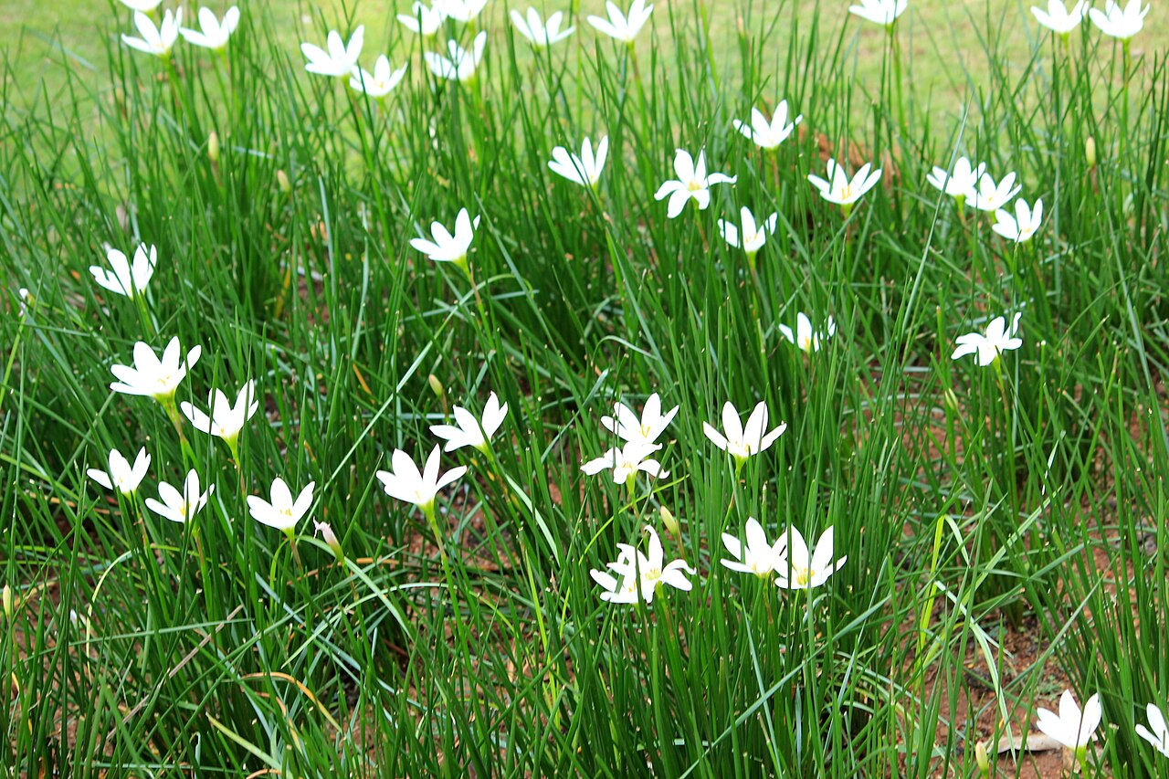 Zephyranthes candida, White rain lily — clumping semi-evergreen (Amaryllidaceae) (image 8 of 10)