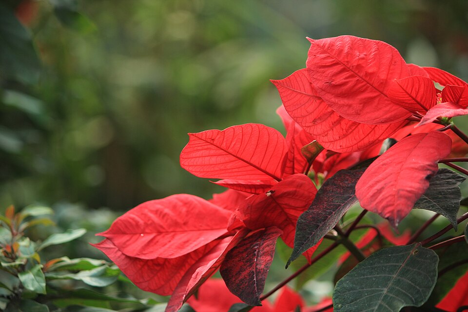 Euphorbia pulcherrima (Poinsettia) (alternate view 9)