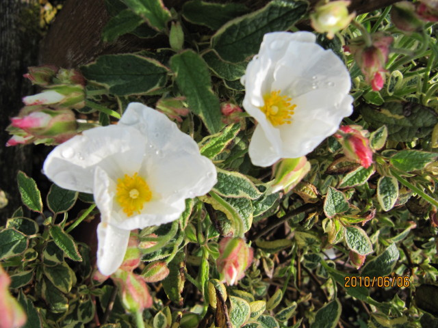 Cistus x hybridus (White Rockrose) (alternate view 8)
