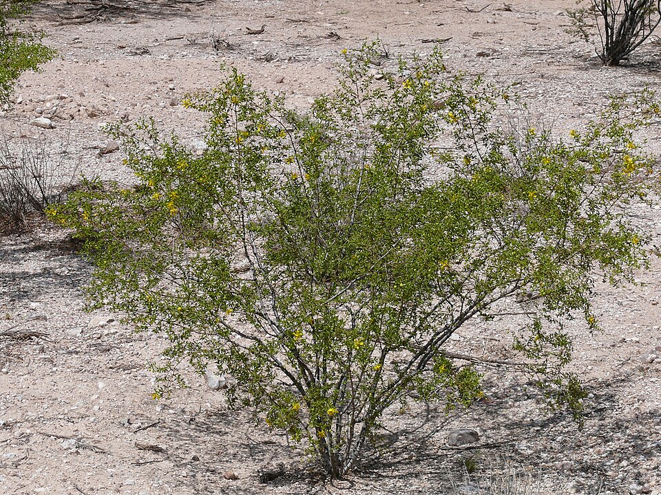 Larrea tridentata (Creosote Bush)