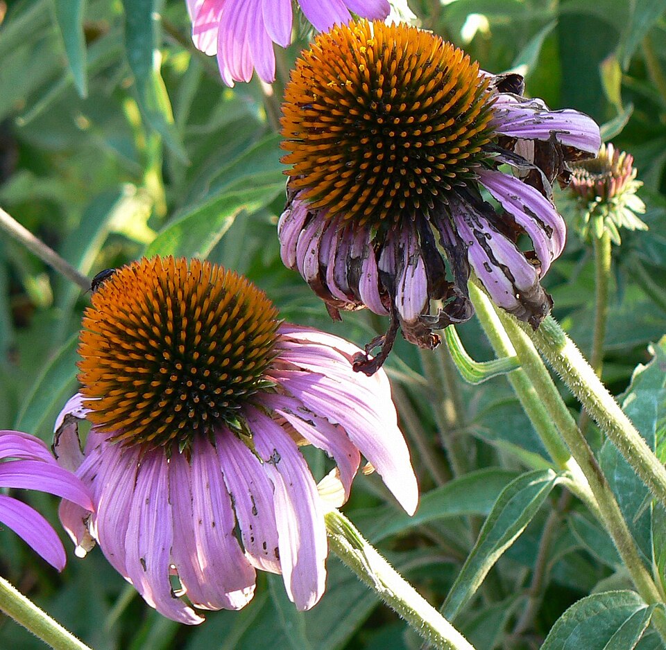 Echinacea angustifolia (Narrow-leaved Coneflower) (alternate view 8)