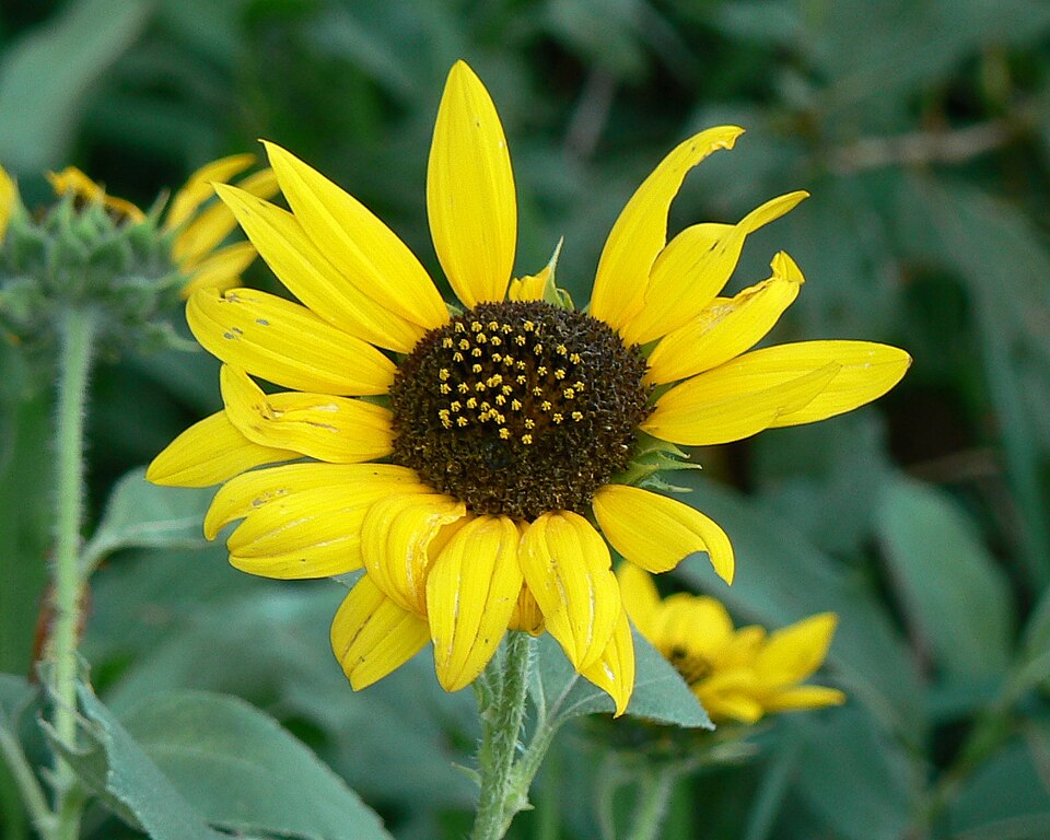 Helianthus petiolaris (prairie sunflower) (alternate view 3)