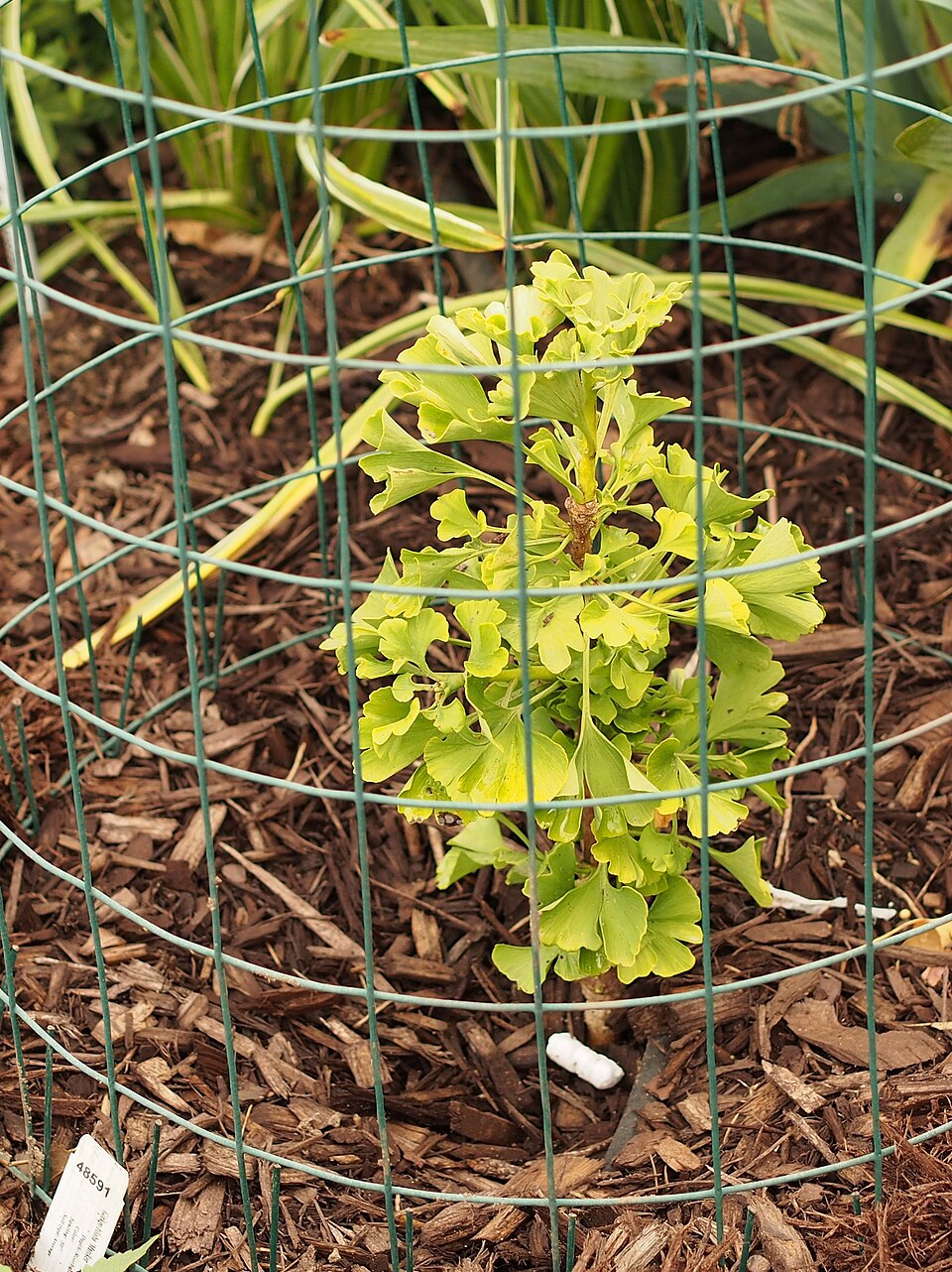 Ginkgo biloba 'Mariken' (Ginkgo Biloba Mariken Tree)
