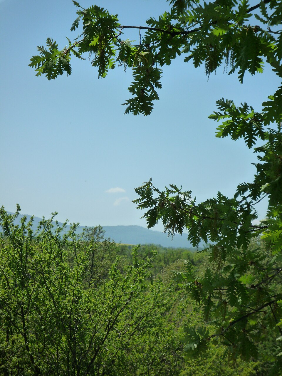 Quercus frainetto (Hungarian oak) (alternate view 10)