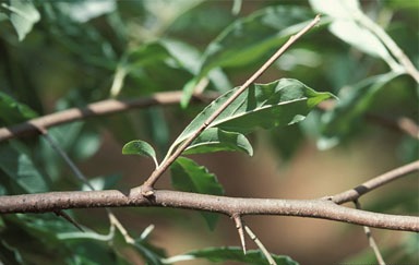 Elaeagnus umbellata (autumn olive)
