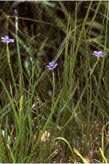 Sisyrinchium idahoense (Idaho Blue-eyed Grass) (alternate view 6)