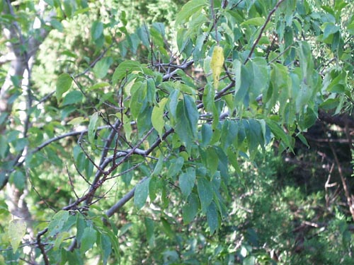 Celtis laevigata (sugar hackberry)
