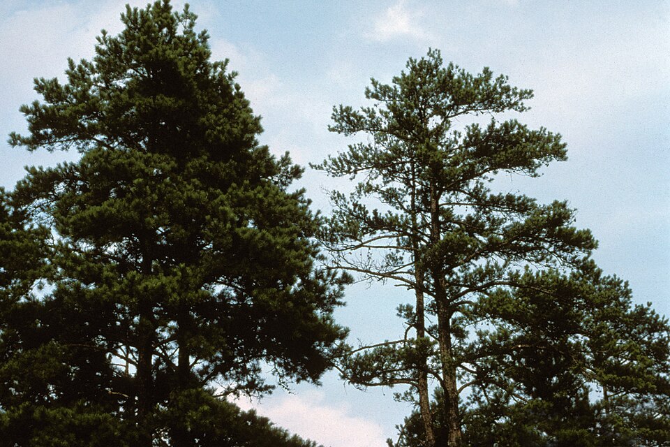 Pinus echinata (shortleaf pine)
