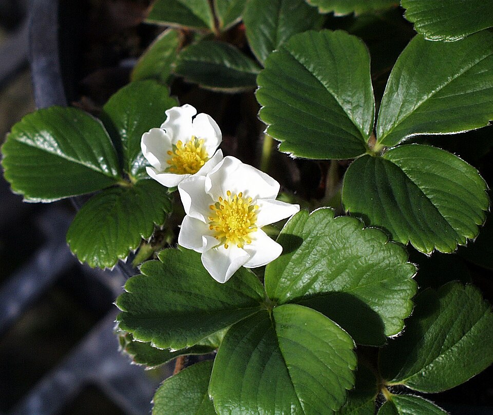 Fragaria chiloensis (Beach Strawberry) (alternate view 6)