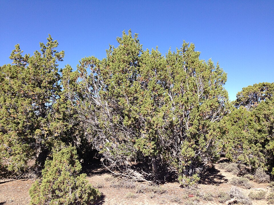 Juniperus osteosperma (Utah Juniper) (alternate view 9)