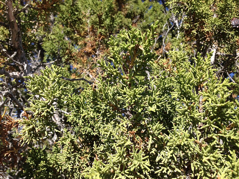 Juniperus osteosperma (Utah Juniper) (alternate view 10)