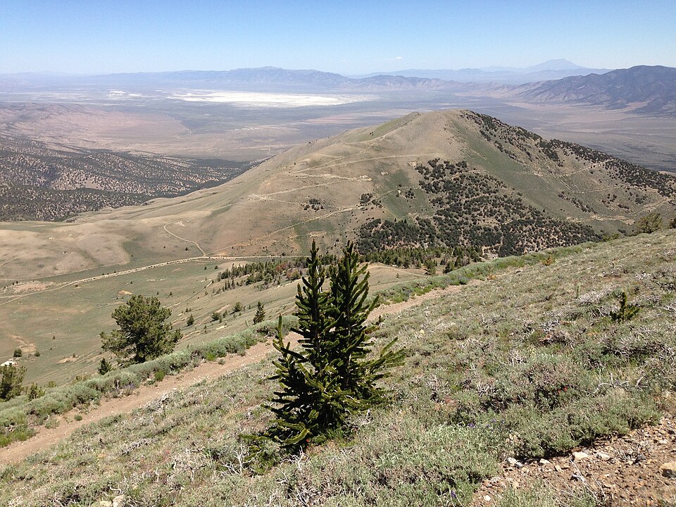 Pinus longaeva (Great Basin bristlecone pine) (alternate view 2)
