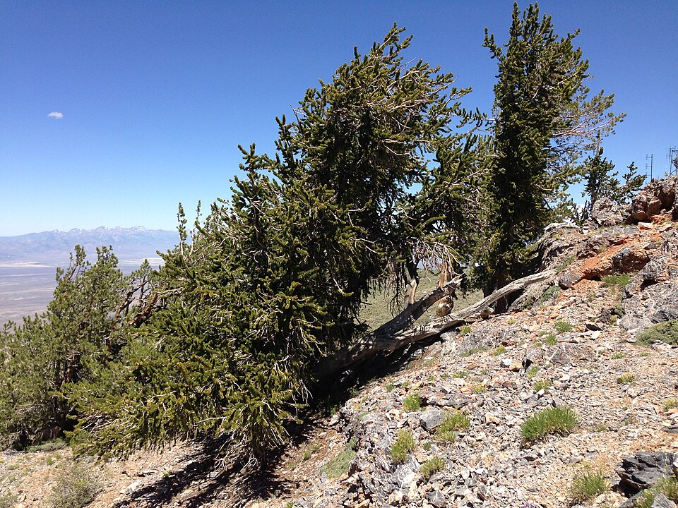Pinus longaeva (Great Basin bristlecone pine) (alternate view 3)