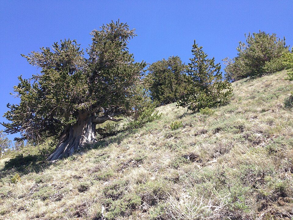 Pinus longaeva (Great Basin bristlecone pine) (alternate view 4)