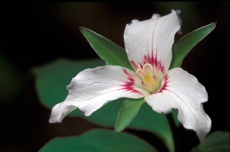 Trillium undulatum (painted trillium)