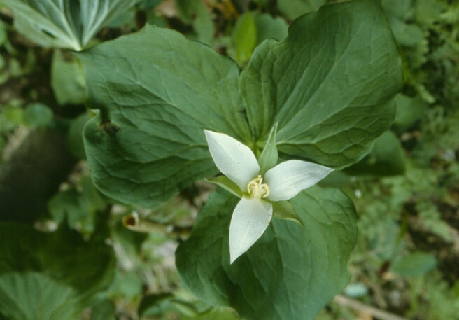 Trillium flexipes (drooping trillium) (alternate view 6)