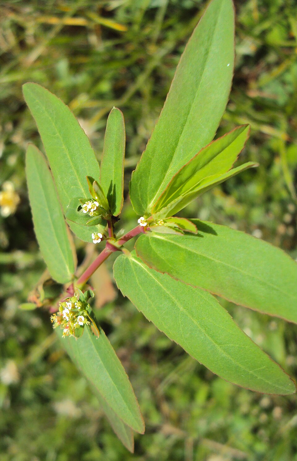 Euphorbia hypericifolia (Diamond Frost Euphorbia) (alternate view 5)