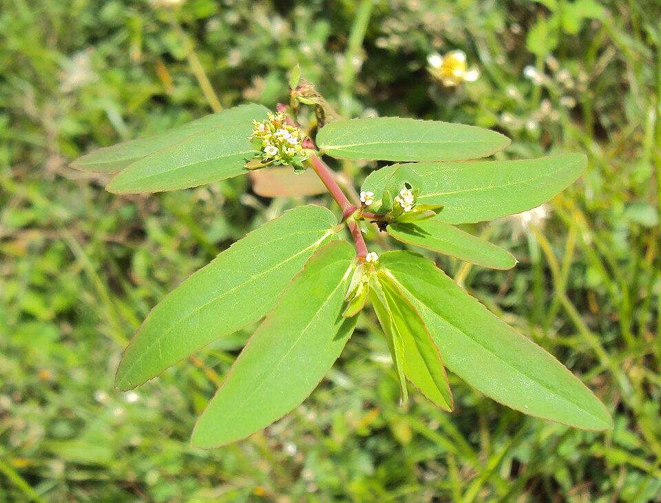 Euphorbia hypericifolia (Diamond Frost Euphorbia) (alternate view 6)