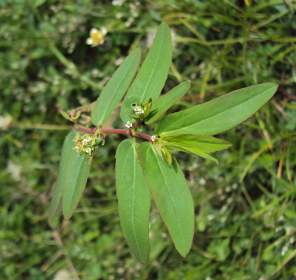 Euphorbia hypericifolia (Diamond Frost Euphorbia) (alternate view 7)