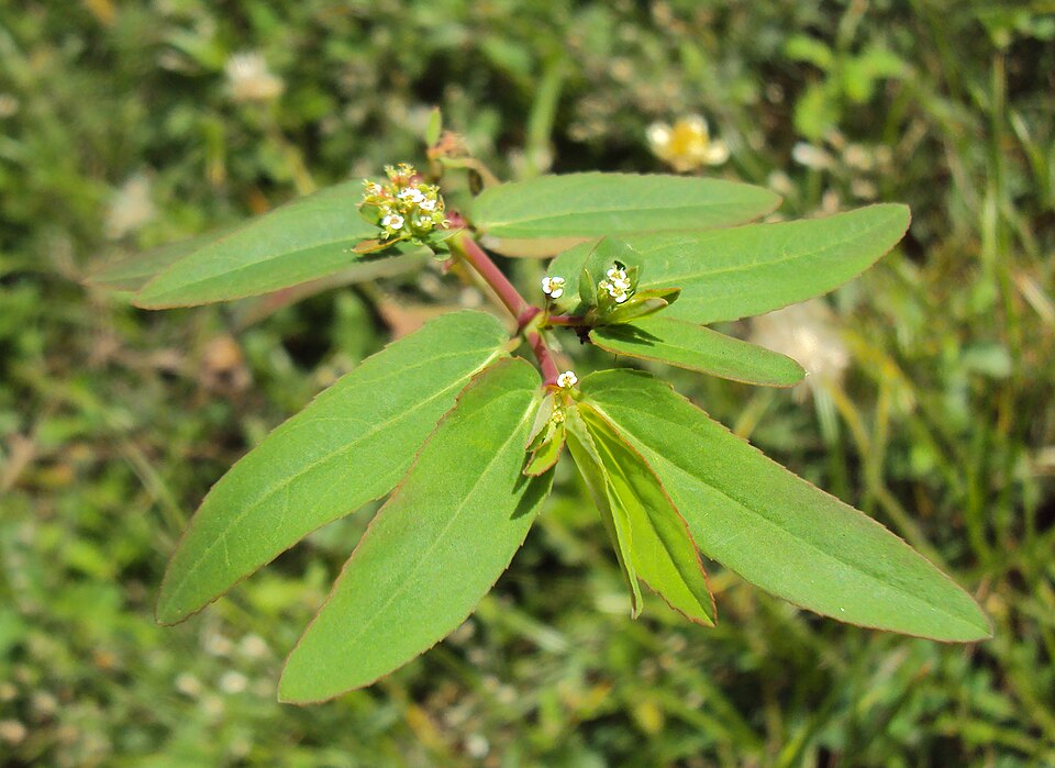 Euphorbia hypericifolia (Diamond Frost Euphorbia) (alternate view 8)