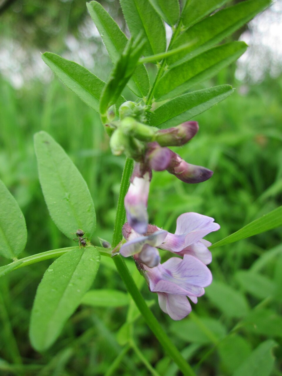 Vicia sepium (Bush Vetch)