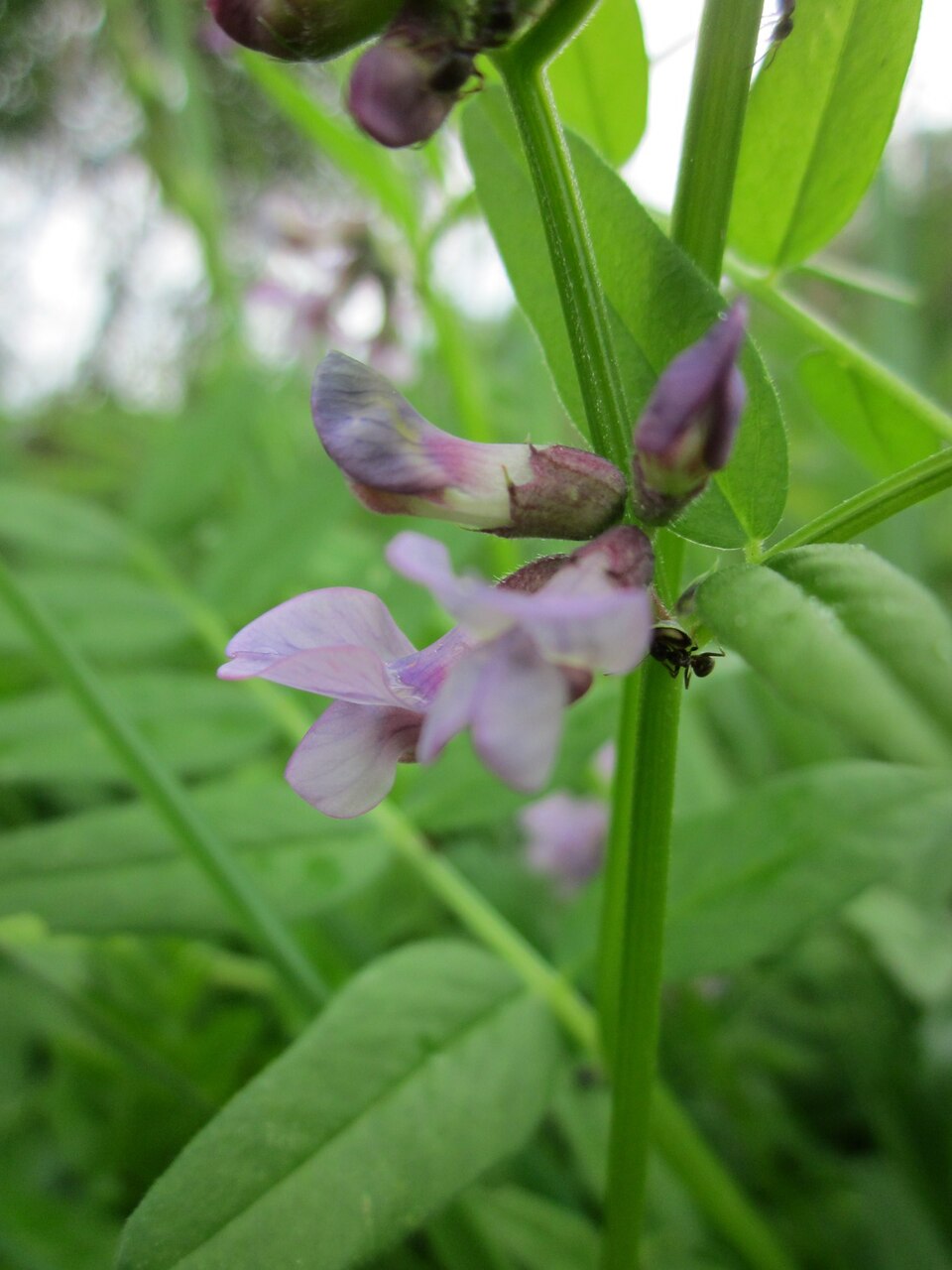 Vicia sepium (Bush Vetch)