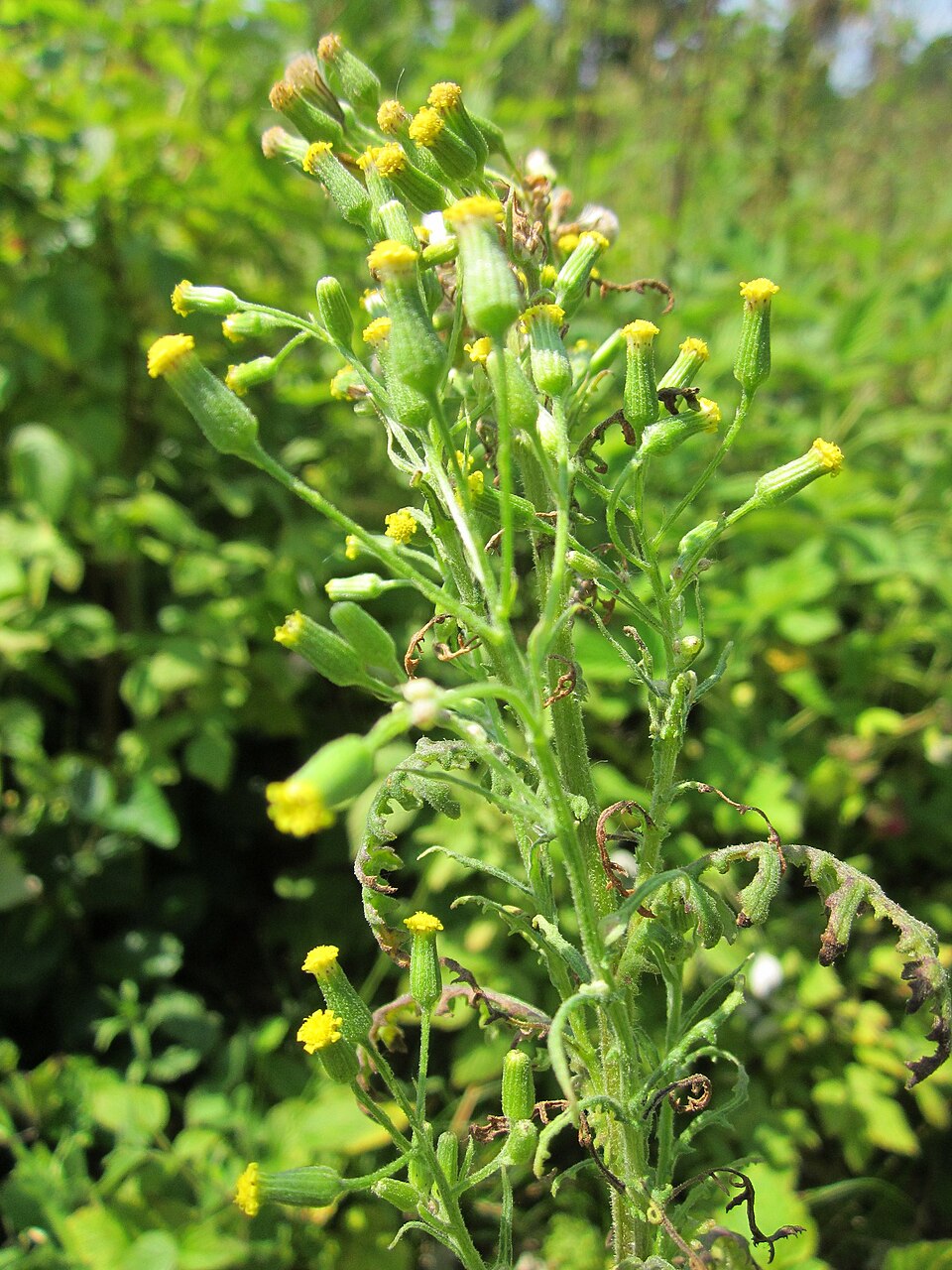 Senecio sylvaticus (wood groundsel) (alternate view 6)