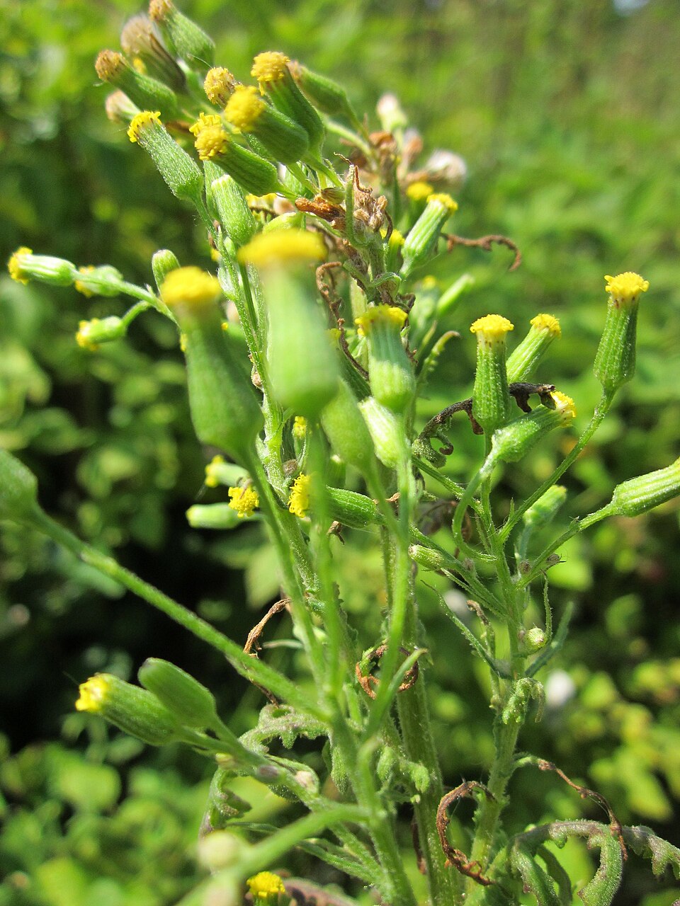 Senecio sylvaticus (wood groundsel) (alternate view 7)