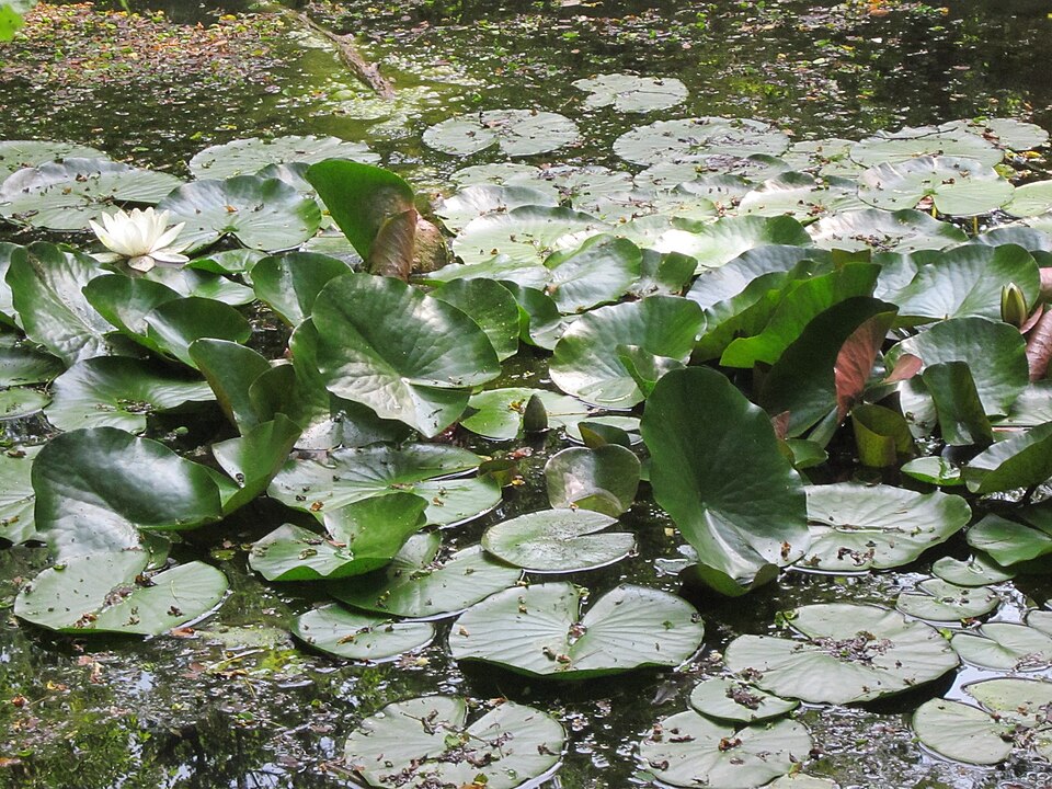 Nymphaea alba (European White Waterlily)