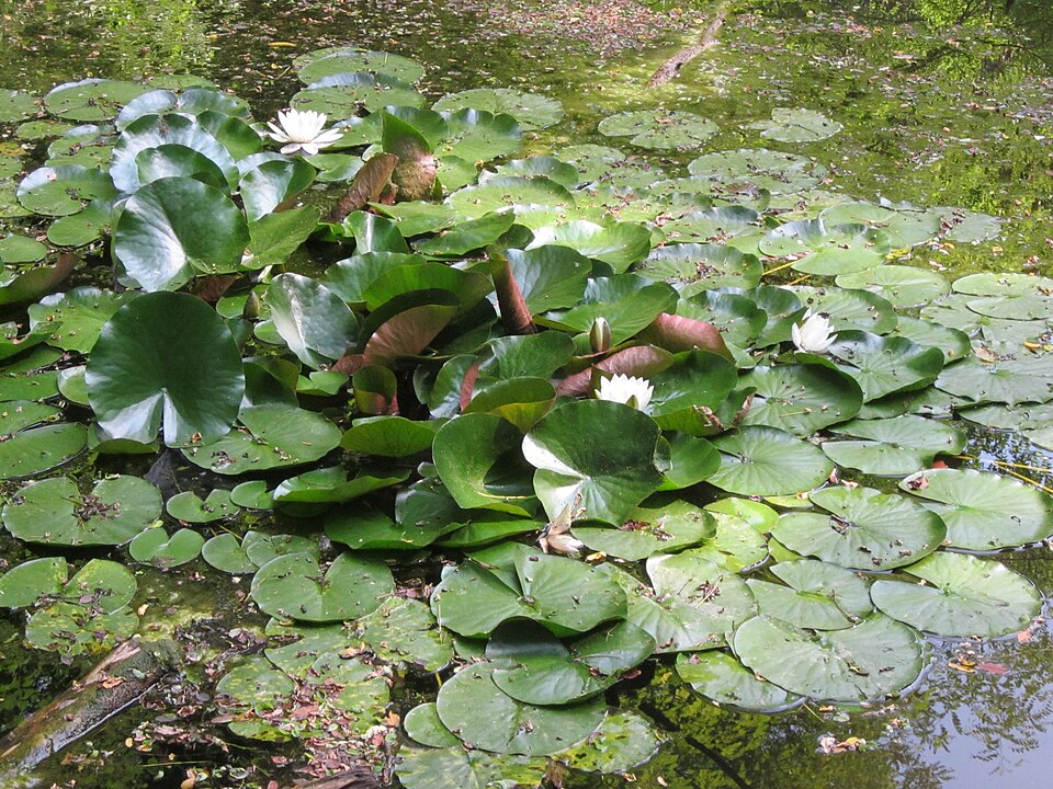 Nymphaea alba (European White Waterlily)