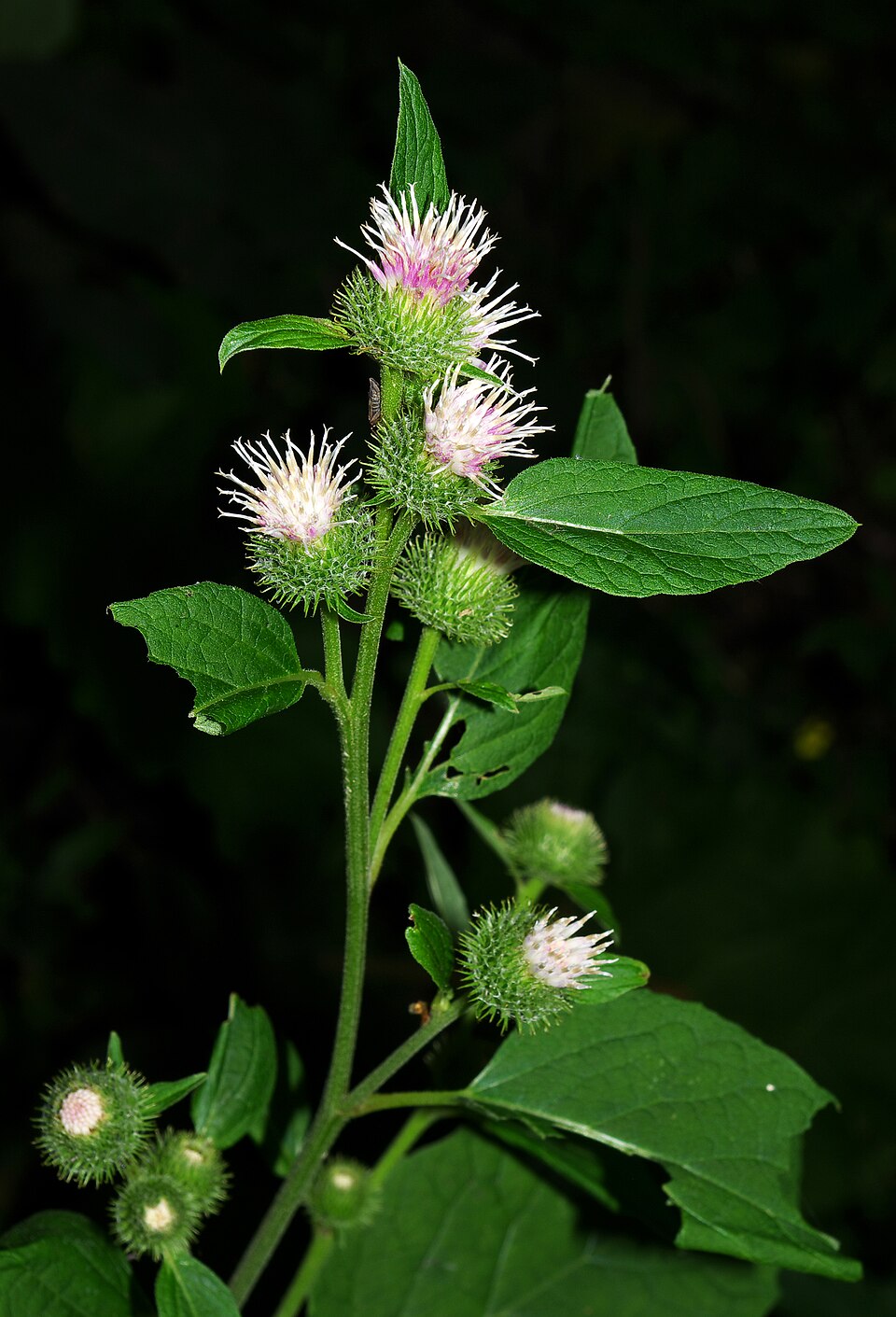 Arctium lappa (greater burdock)